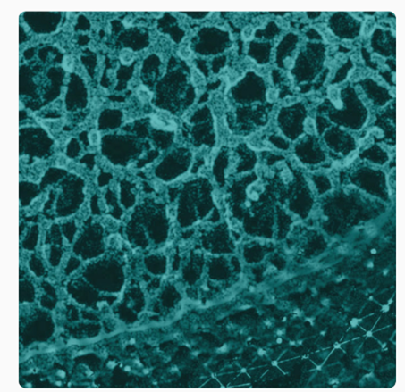 a black and white image of a large group of black circles